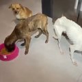 やせ細って動けない…