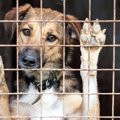 保護犬を救う仕組み…