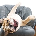 犬の座り方がいつも…