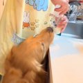 『大型犬は、哺乳瓶…