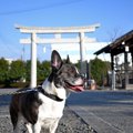 愛犬と『初詣』に行…