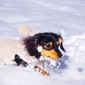 犬と県民性 ～北海道…