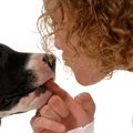 犬が人に対して『甘…