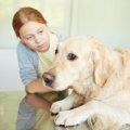 犬がいつもより『落…