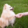 なんで？犬が指示を…