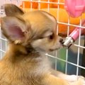 犬が留守番で寂しが…