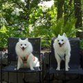 愛犬を連れて萌木の…