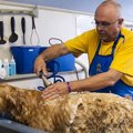 犬のシャンプーの正…
