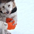 犬も『しもやけ』に…