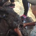 タールの池に犬がは…