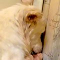 仲間とはぐれた『ひ…