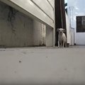 食べ物につられない…