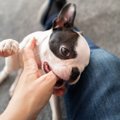 犬にやめさせるべき…