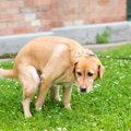 犬のウンチ『路上放…