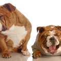 『気分屋な犬』の特…