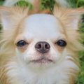 【Laylaの個別リーデ…