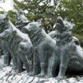 樺太犬｜犬種の特徴…