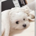 『なんだ…ただの天使…