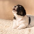犬が飼い主のことを…