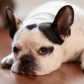 犬が『退屈すぎる時…