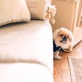 犬が粉薬を飲まない……