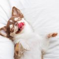 犬がリラックスして…