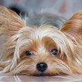 いつもより愛犬の元…