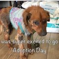 愛犬が疥癬を患った…