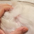 犬の膿皮症の基礎知…