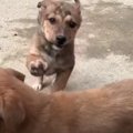 子育ては大変！わん…