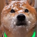 大雪の中『犬の散歩…