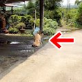大型犬から少しだけ…