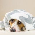 動物病院に持ってい…