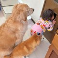 1歳の女の子と犬たち…