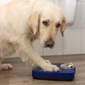 コレはダメ！犬の寿…