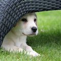 犬の人によって態度…