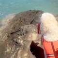 海水浴を楽しんでい…