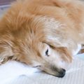 愛犬の排泄介護の方…