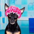 犬用シャンプーハッ…