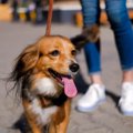 犬が満足できない『N…