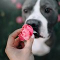 犬の『鼻』ってどれ…