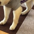 服を着せたら『テン…