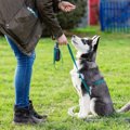 犬は報酬としてはお…