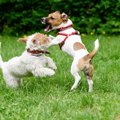 犬が相手の犬の足を…