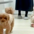 赤ちゃんが苦手な犬→…