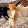 犬と猫がケンカをし…