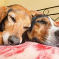 嫉妬深い犬がする３…