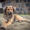 犬が前足をクロスさ…