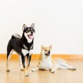 柴犬の毛色は全4種類…
