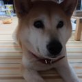 虎視眈々とお芋を狙…